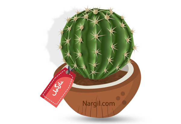 Nargil_Echinocactus Grusonii